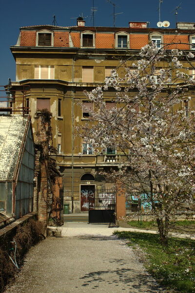 Jardin botanique de Zagreb, fleurs de cerisier