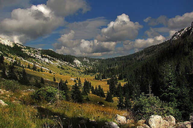 Forêts, Parc national du Nord Velebit