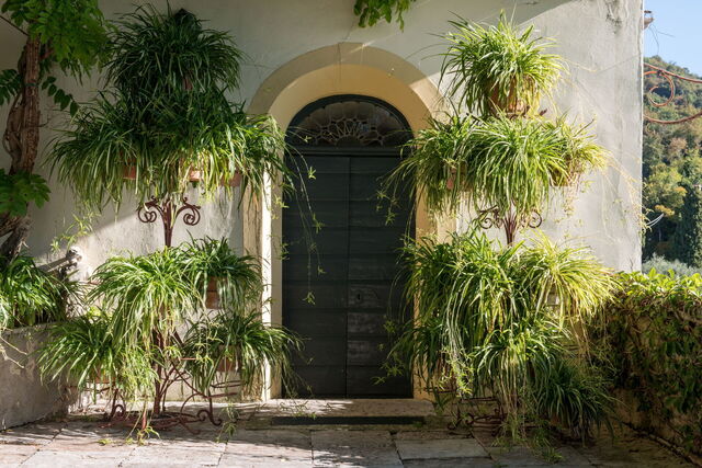 entrée galero