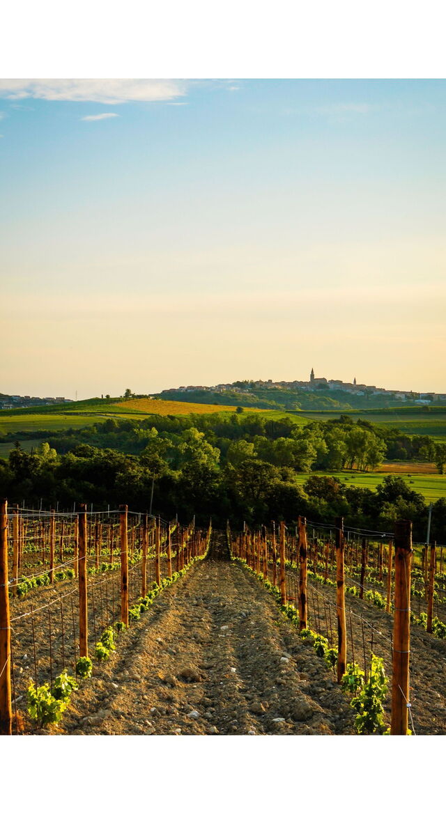 Vignobles en Croatie