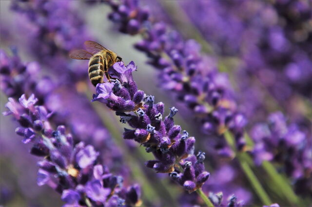 Une abeille sur de la lavande