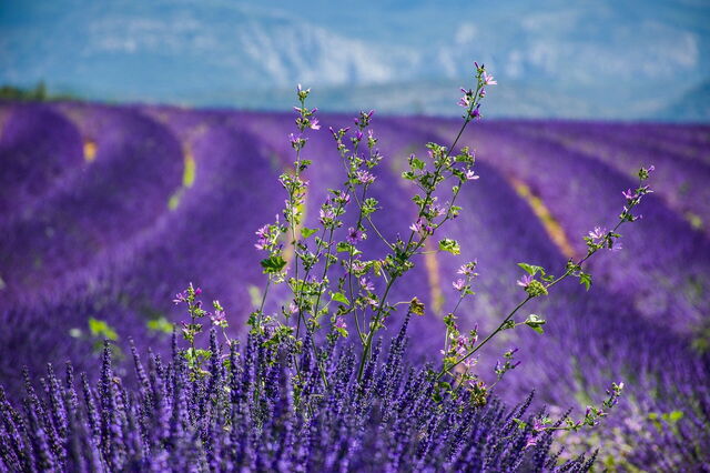La lavande en Provence
