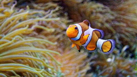 Océanopolis, Poisson Clown