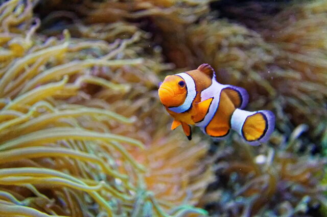 Océanopolis, Poisson Clown