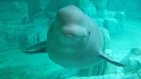 beluga