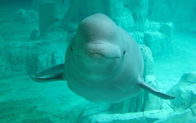 beluga