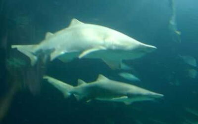 requin
