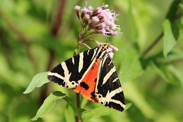 Euplagia