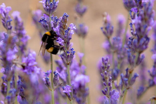Une abeille sur de la lavande