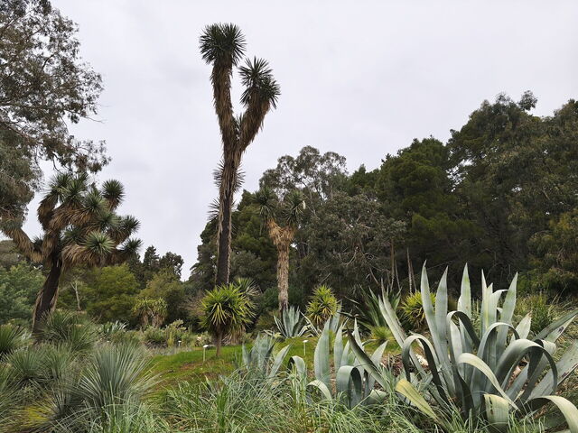 Jardins botaniques, Lokrum