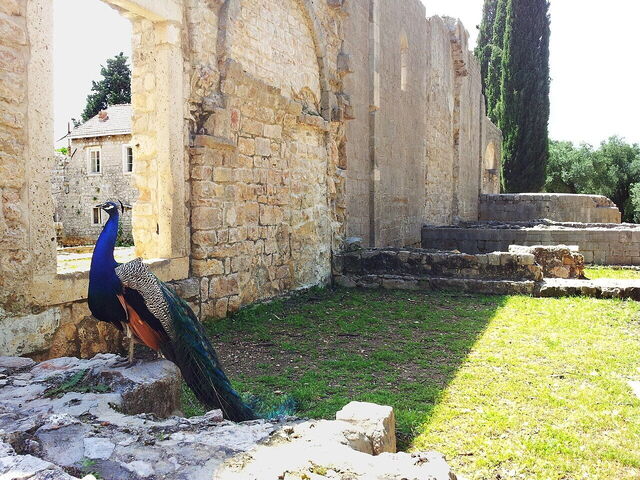 Un paon sur Lokrum