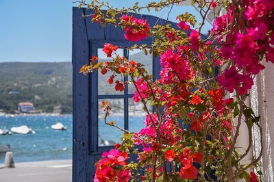 Fleurs à Cadaqués