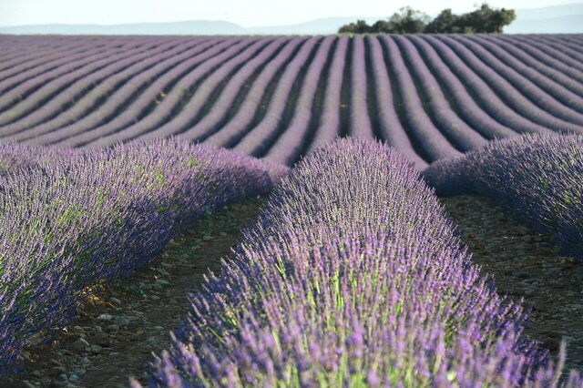 La lavande en Provence