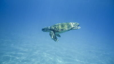 Une tortue caouanne à Zakynthos