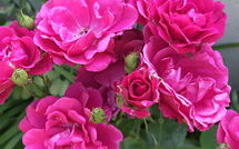 Photos éffectuées par les clients de La Chaumière