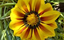 Photos éffectuées par les clients de Selva degli Ulivi