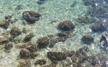 Photos éffectuées par les clients de Poreč Kaštelir 629