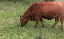 Photos éffectuées par les clients de Groß Zicker 150