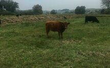 Photos éffectuées par les clients de Groß Zicker 150