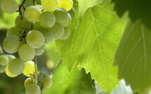 Photos éffectuées par les clients de Villa Marina