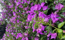 Photos éffectuées par les clients de Can Pedro