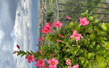 Photos éffectuées par les clients de Villa Solaria