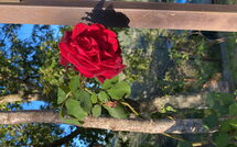 Photos éffectuées par les clients de La Casina del Bosco