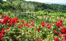 Photos éffectuées par les clients de Fattoria Buonconvento
