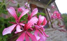 Photos éffectuées par les clients de Casa Ivan