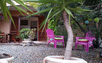 Tamarispa 6