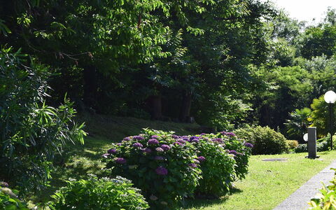La Romantica: Vert, Feuille, Arbuste, Jardin, Couverture De Sol, Printemps, Suppression Des Plantes Ligneuses, Aménagement Paysager, Jardin Botanique, Haie
