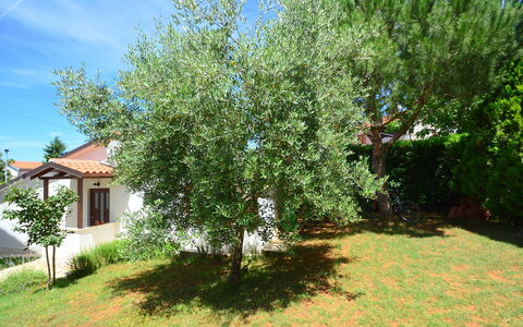 Dunja: Arbre, Propriété, Plante, Suppression Des Plantes Ligneuses, Immobilier, Maison, Domicile, Lot Terre, Fleur, Arbuste