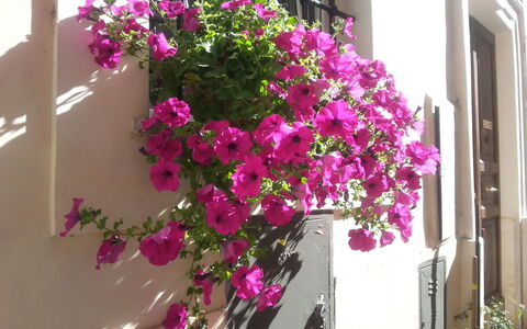 Diamonds & Rust: Fleur, Plante, Rose, Pot De Fleur, Magenta, Bougainvillea, Plante À Fleurs, Balcon, Plante D'Appartement, Architecture