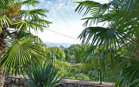 Villa Karolina: Végétation, Arbre, Palmier, Arecales, Palm Desert, Sabal Palmetto, Plante, Suppression Des Plantes Ligneuses, Botanique