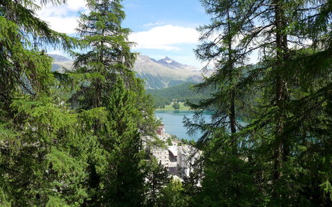 St. Moritz 131: La Nature, Paysage Naturel, Réserve Naturelle, Conifères Tropicale Et Subtropicale Forêts, Région Sauvage, Arbre, Végétation, Environnement Naturel, Valdivienne Forêt Tropicale Tempérée, Biome