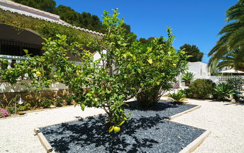 El Palmeral: Plante, Ciel, Communauté Des Plantes, Surface De La Route, Arbre, Lot Terre, Design Urbain, Paysage, Herbe, Asphalte