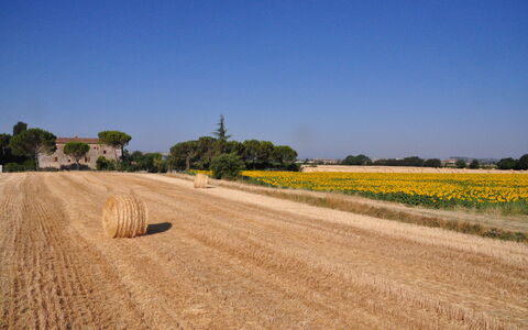 Agriturismo Il Molinello: Champ, Route, Jaune, Ciel, Famille Grass, Zone Rurale, Plaine