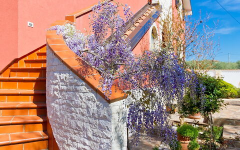 Majda: Mur, Lavande, Fleur, Plante, Violet, Printemps, Arbre, Architecture, Immobilier, Maison