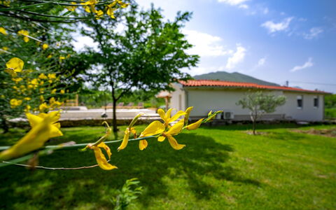 Jozo: Jaune, La Nature, Vert, Fleur, Herbe, Arbre, Plante, Pelouse, Printemps, Feuille