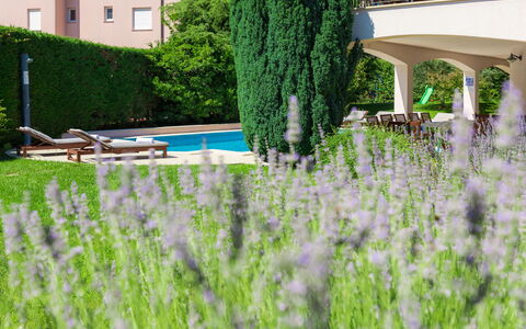 Carmen: Vert, Herbe, Lavande, Arbre, Plante, Famille Grass, Pelouse, Jardin, Arbuste, Architecture