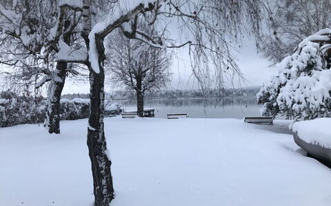 Seehaus Blue Faak: Neige, Paysage Naturel, Brindille, Branche, L'Eau, Gelé, Arbre, Tronc, Noir Et Blanc, Bois