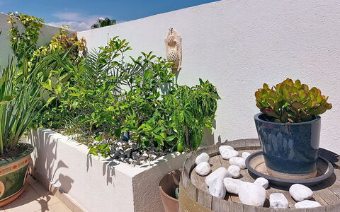 Fréjus 540: Pot De Fleur, Plante D'Appartement, Jardin, Herbe, Vase, Cour