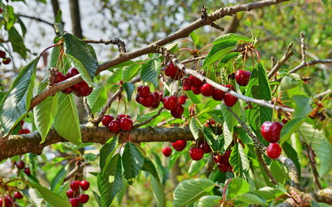 Tanja: Plante À Fleurs, Fleur, Plante, Arbre, Fruit, Suppression Des Plantes Ligneuses, Aliments