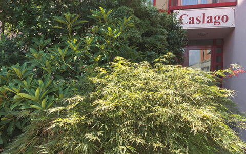 Caslano 400: Arbre, Plante, Fleur, Végétation, Suppression Des Plantes Ligneuses, Arbuste, Herbe, Plante À Fleurs, À Feuilles Persistantes