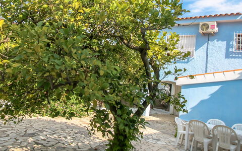 Alan: Plante, Bleu, Ciel, Branche, Jaune, Chaise, Surface De La Route, Nuage, Végétation, Fleur