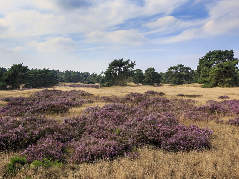 Voorthuizen 230