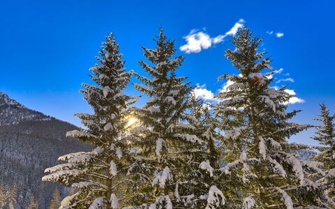 The Twins Apartment - Champoluc: Arbre, Shortleaf Pessière Noire, Baume Fir, Sucre Pine, Larix Lyalliisubalpine Mélèze, Neige, Pine Lodgepole, Oregon Pine
