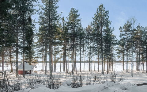Ojala: Branche, Arbre, Environnement Naturel, L'Hiver, Bois, Neige, Gelé, Tronc, Forêt