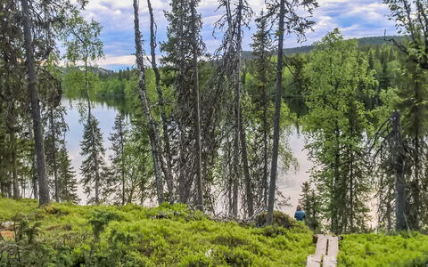 Lupporanta: Vert, Arbre, Environnement Naturel, La Nature, Paysage Naturel, Région Sauvage, Forêt, Banque, Communauté Des Plantes