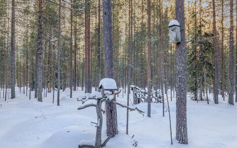 Rukanlumous 1: Branche, Neige, Environnement Naturel, L'Hiver, Bois, Forêt, Brindille, Tronc, Gelé, Bosquet